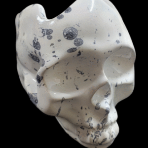 CRANEO Media MANDIBULA COLOR BLANCO - Fangoso